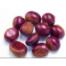 Chinese Organic Fresh Chestnut